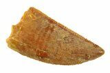 Serrated, Raptor Tooth - Real Dinosaur Tooth #297471-1